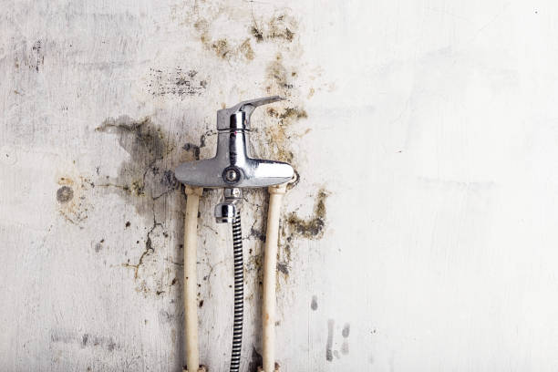 Best Mold Removal Company Near Me  in Edison, GA