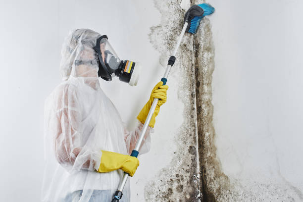 Mold Removal Process in Edison, GA
