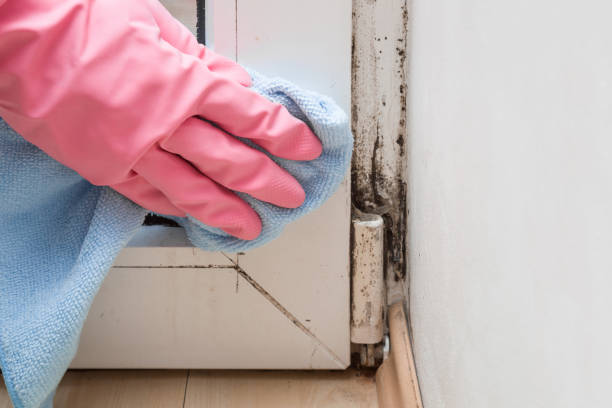 Best Local Mold Removal Service  in Edison, GA
