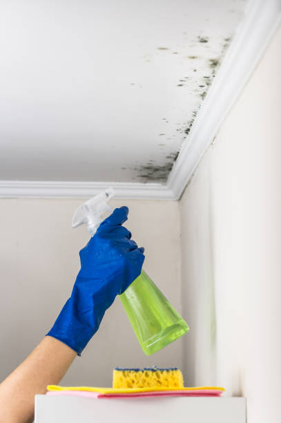Best Mold Remediation  in Edison, GA